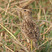 Oriental Skylark